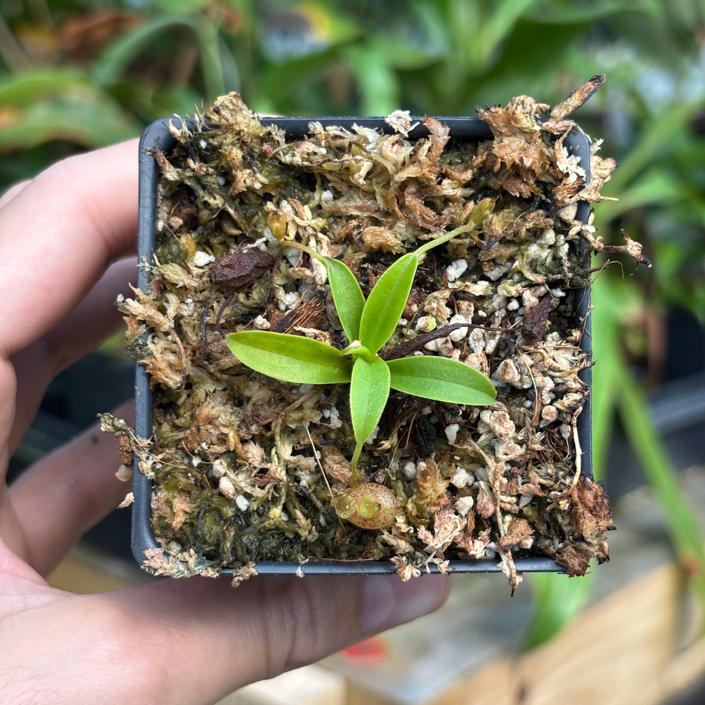 [A788] Nepenthes aristolochioides (Sumatra)
