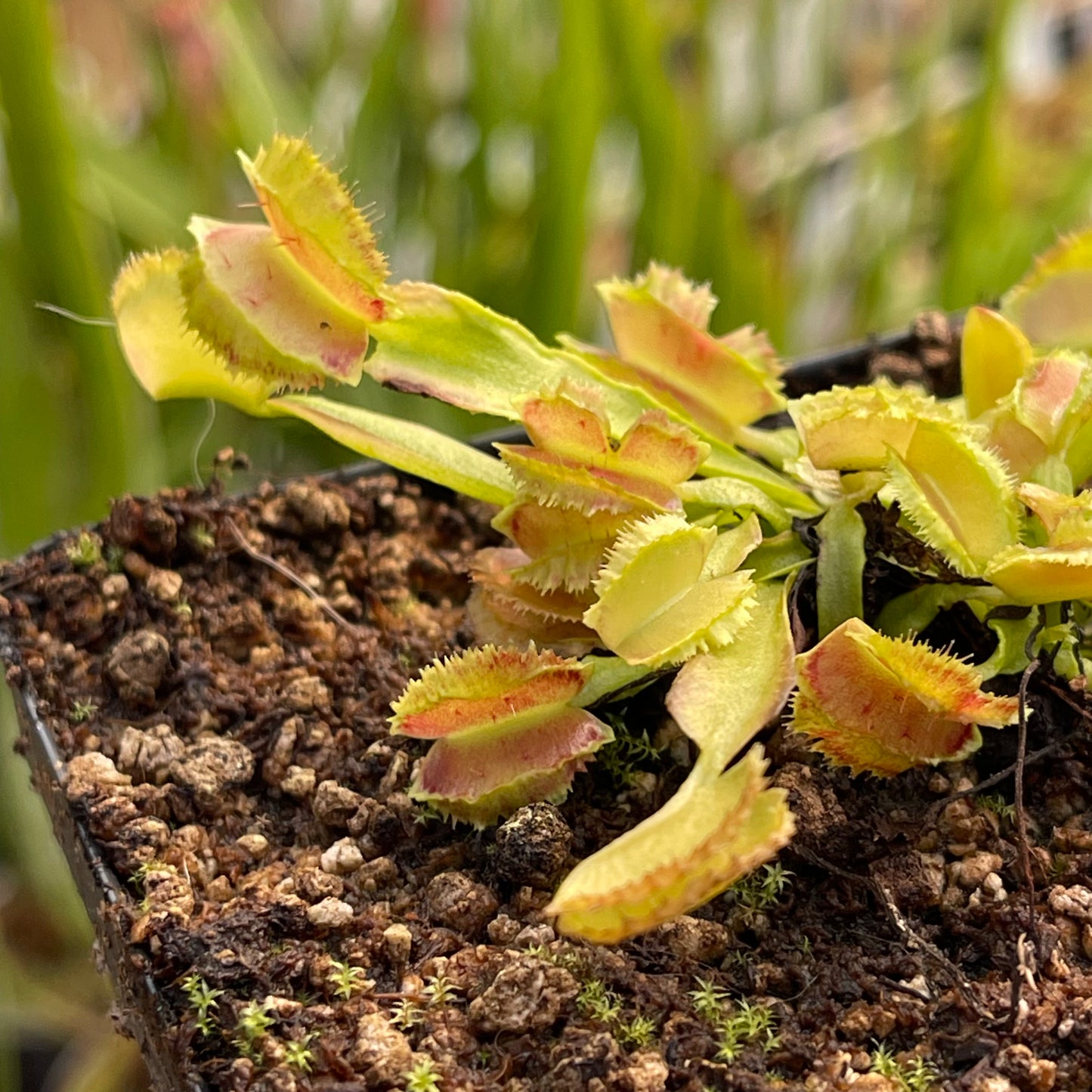 is venus fly trap a succulent Venus Flytrap-Dionaea muscipula 'Freaky Star' – Carnivero