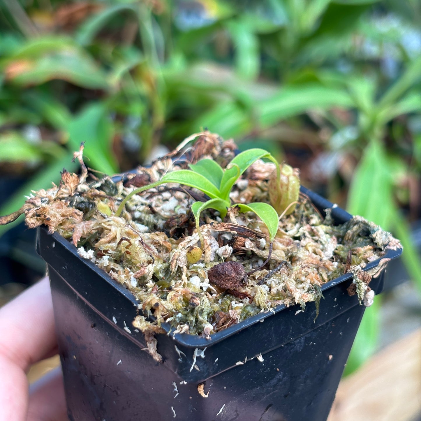 [A788] Nepenthes aristolochioides (Sumatra)