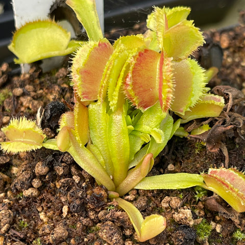 Close up of Venus flytrap Freaky Star with lime green traps and pink-tinted edges.