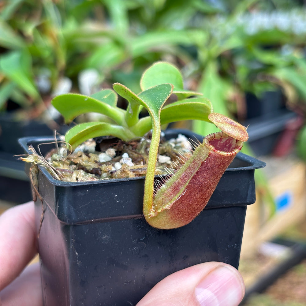 [A789] Nepenthes robcantleyi x lowii