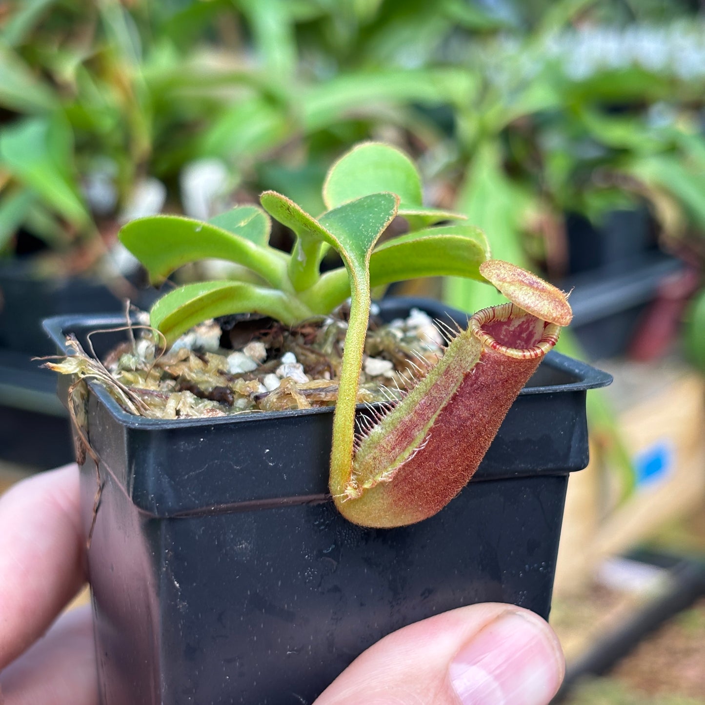 [A789] Nepenthes robcantleyi x lowii