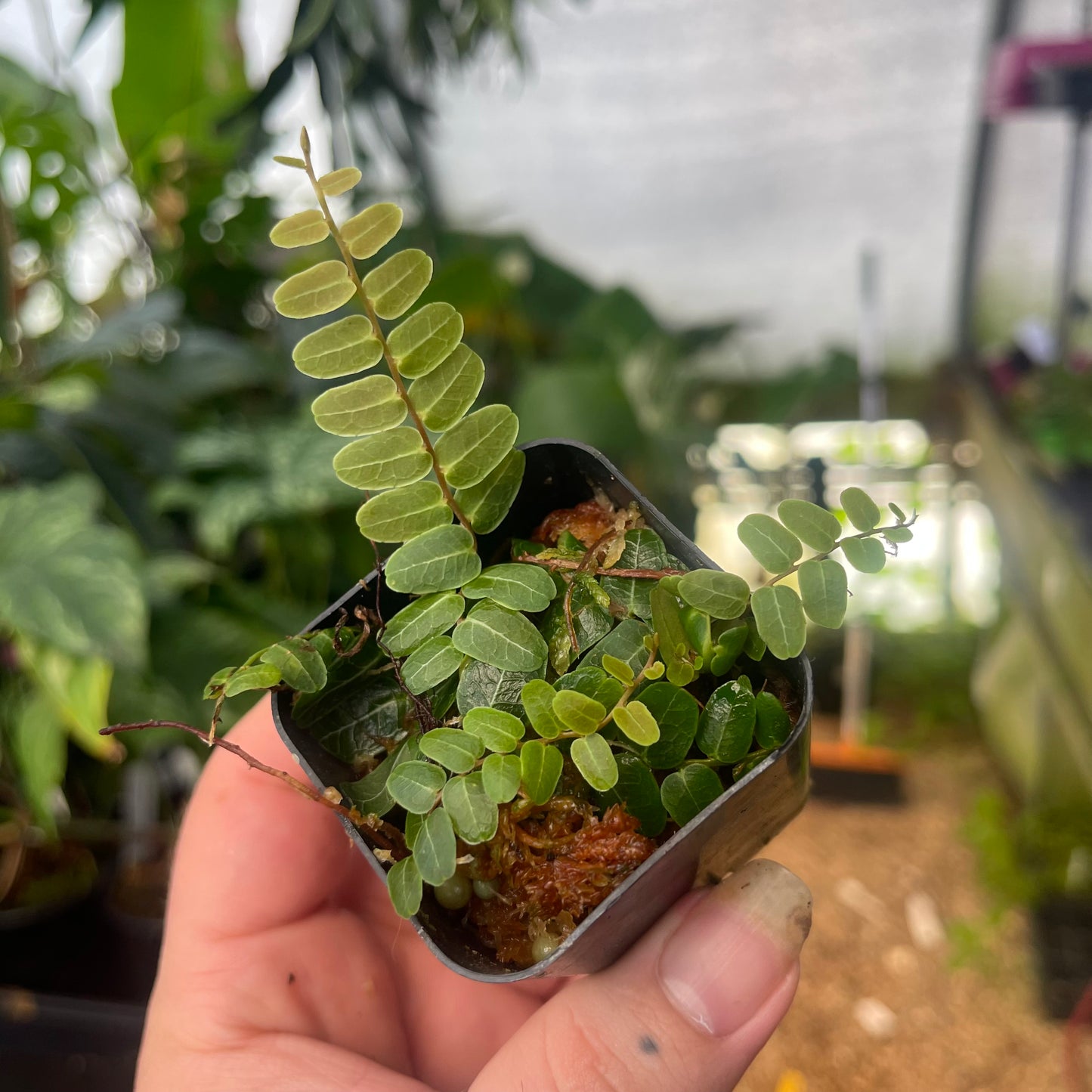 Marcgravia umbellata type