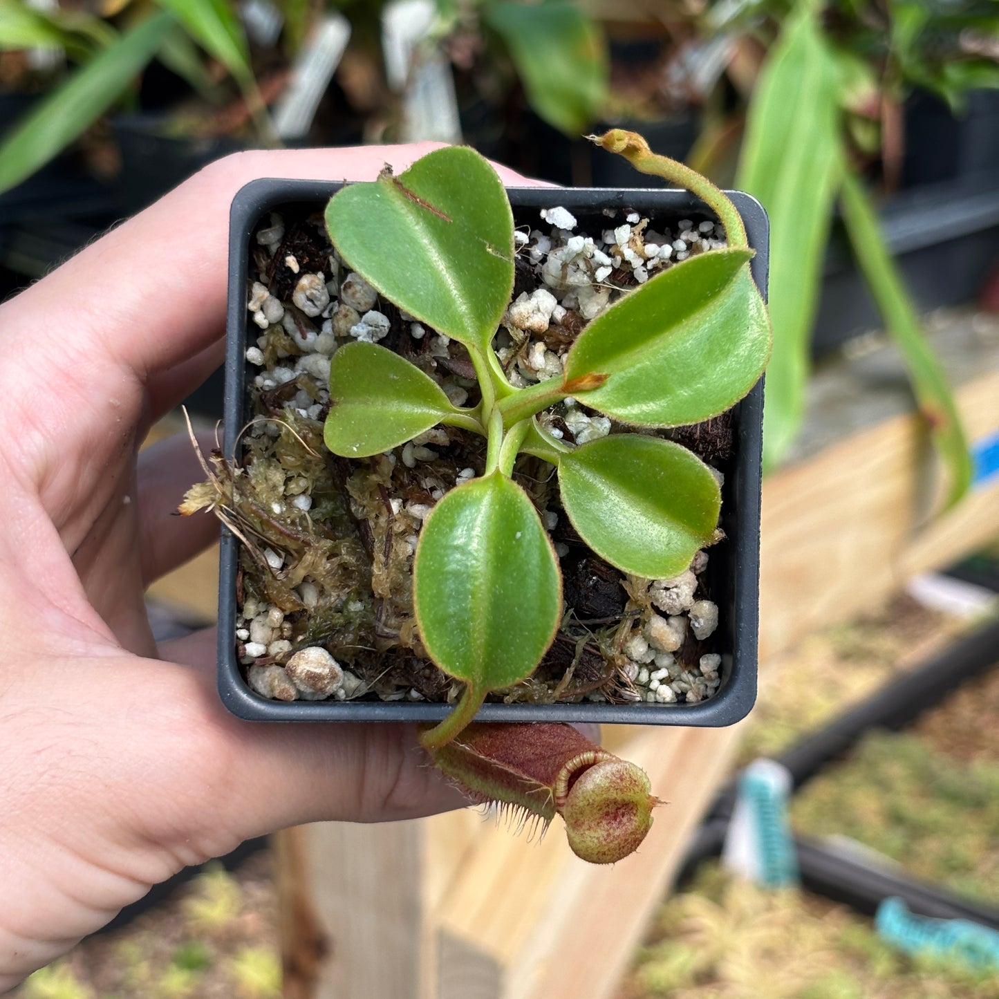 [A789] Nepenthes robcantleyi x lowii