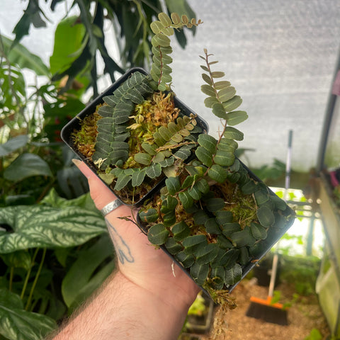 Marcgravia umbellata type with small rounded leaflets along a stem in a mossy pot