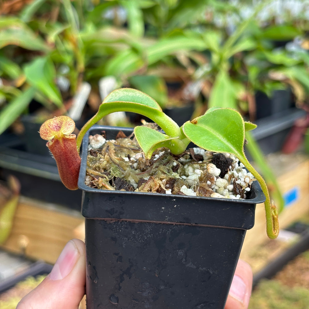 
                      
                        [A789] Nepenthes robcantleyi x lowii
                      
                    
