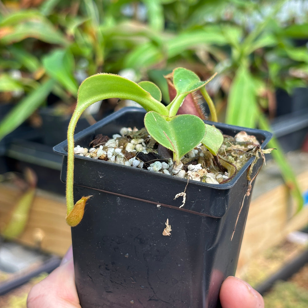 
                      
                        [A789] Nepenthes robcantleyi x lowii
                      
                    