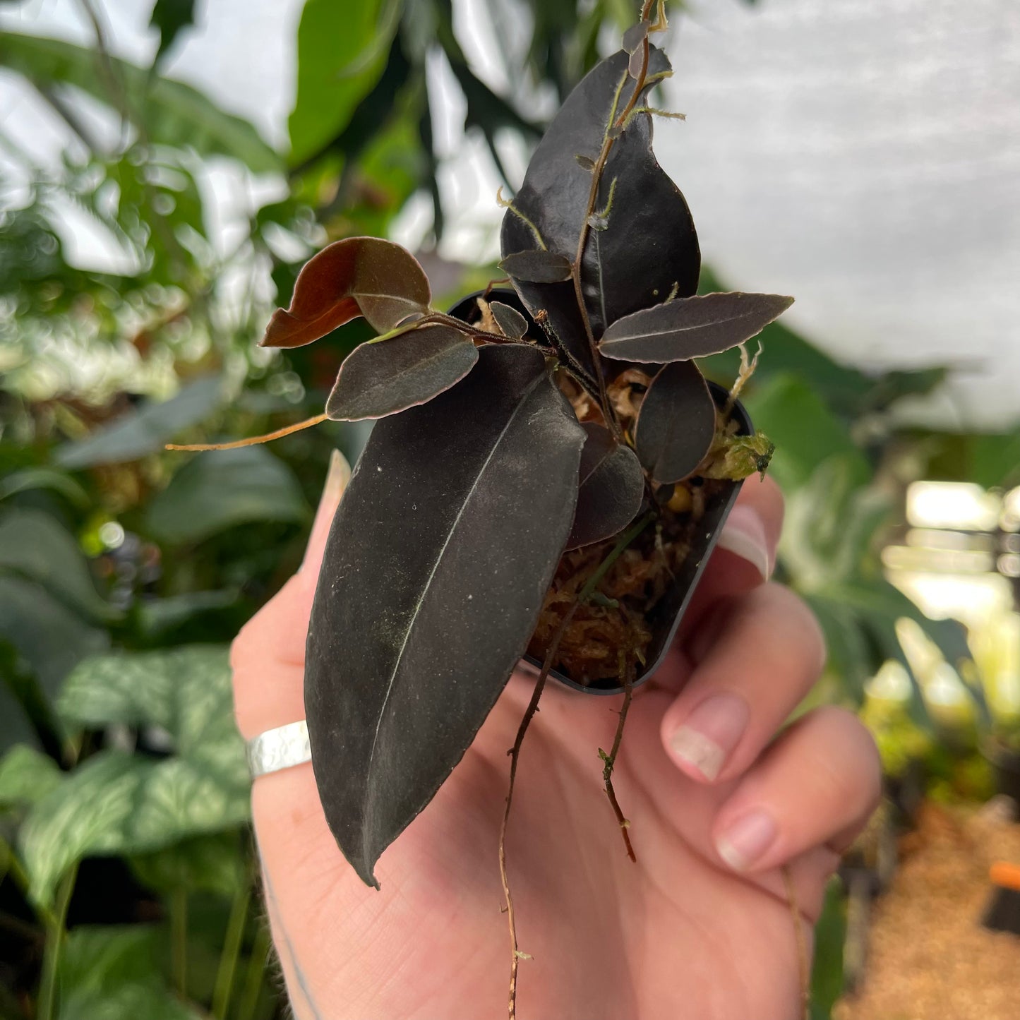 coca plant seeds in pakistan Marcgravia sp. 'El Coca' – Carnivero