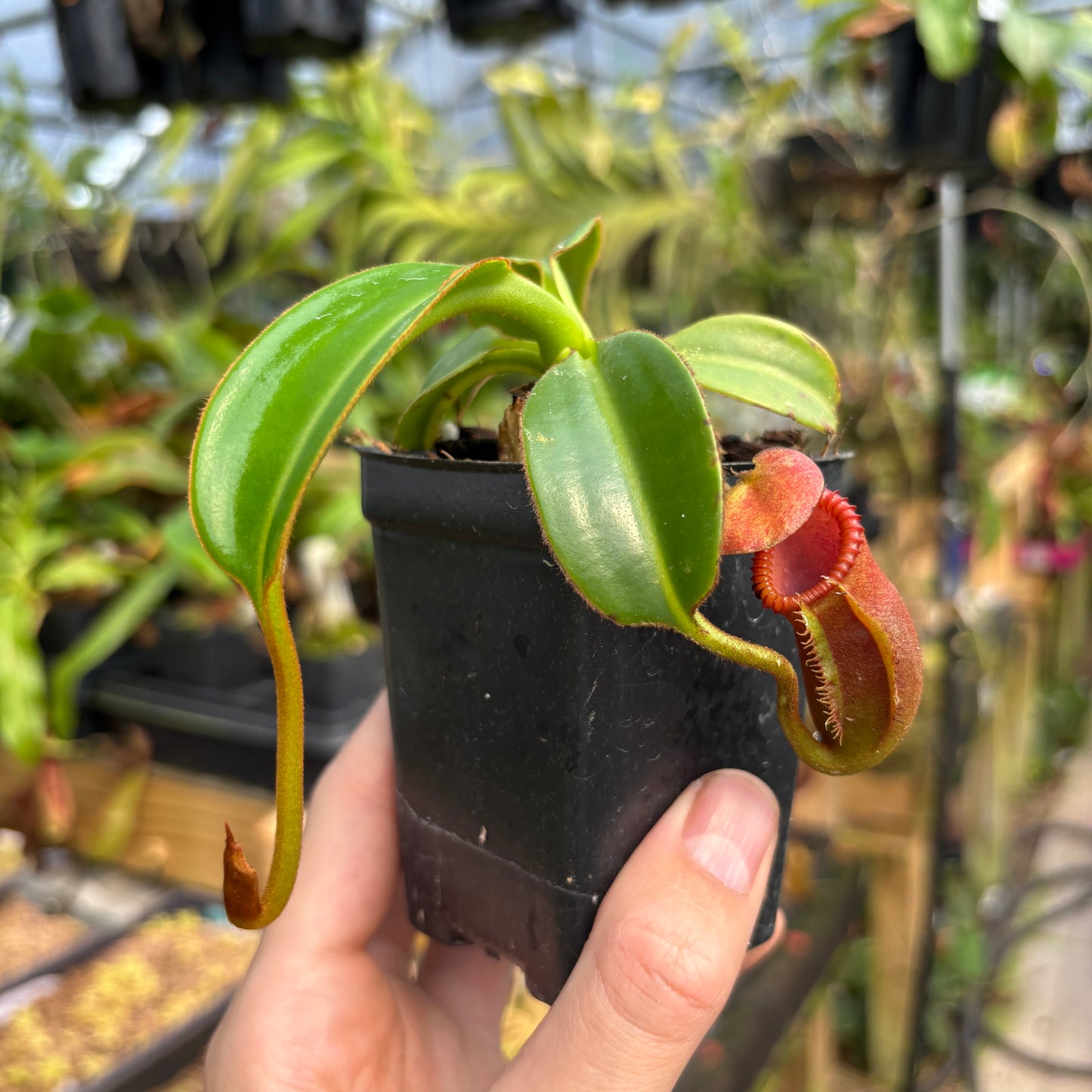 [A790] Nepenthes macrophylla (Gunung Trusmadi, Borneo) Clone: ed1