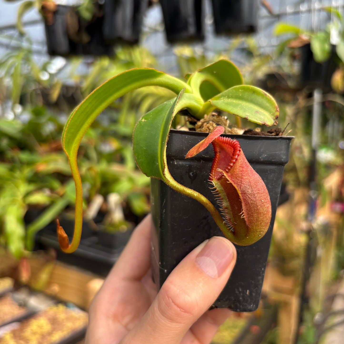 [A790] Nepenthes macrophylla (Gunung Trusmadi, Borneo) Clone: ed1