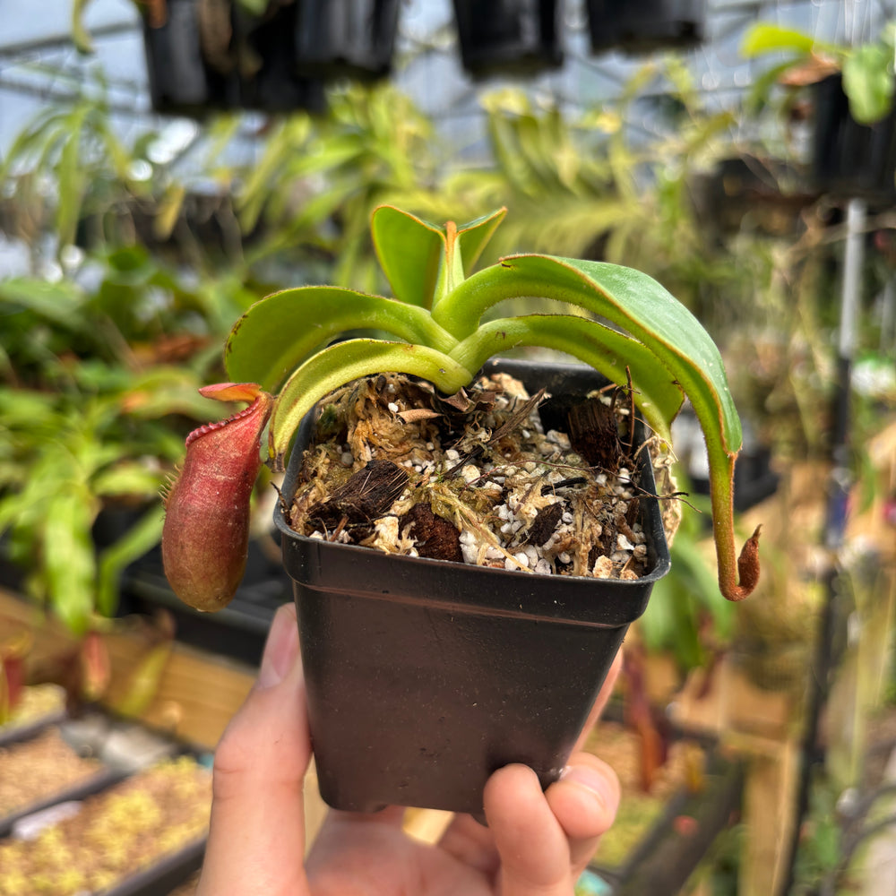 
                      
                        [A790] Nepenthes macrophylla (Gunung Trusmadi, Borneo) Clone: ed1
                      
                    