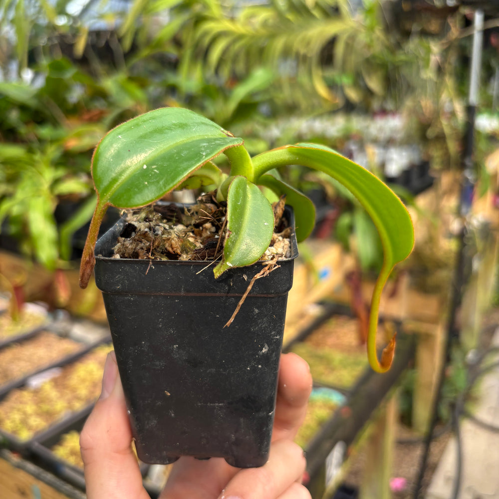
                      
                        [A790] Nepenthes macrophylla (Gunung Trusmadi, Borneo) Clone: ed1
                      
                    