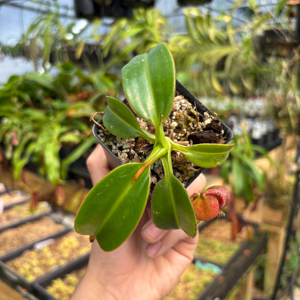 
                      
                        [A790] Nepenthes macrophylla (Gunung Trusmadi, Borneo) Clone: ed1
                      
                    
