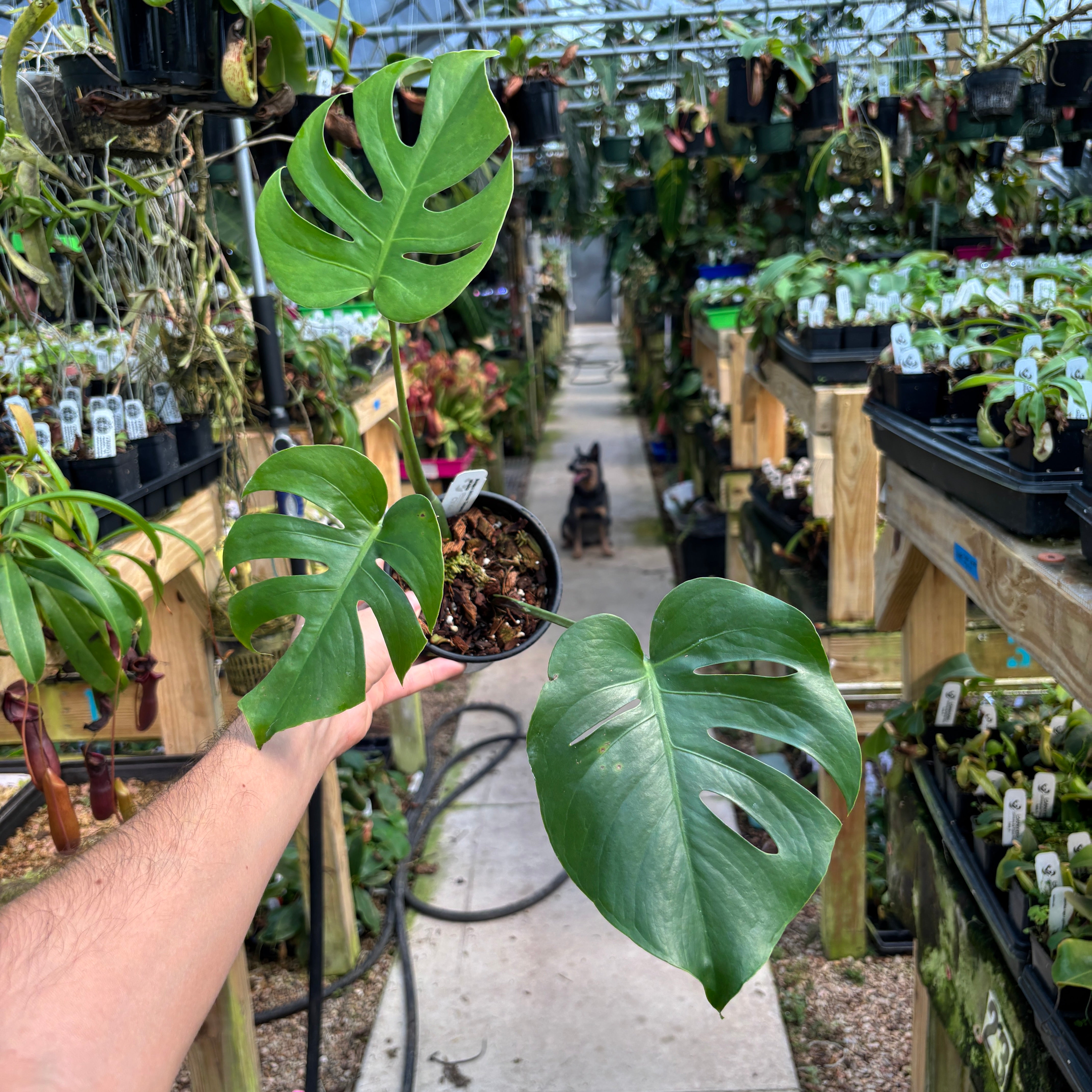 極小 正真正銘！Monstera deliciosa compactaコンパクタ