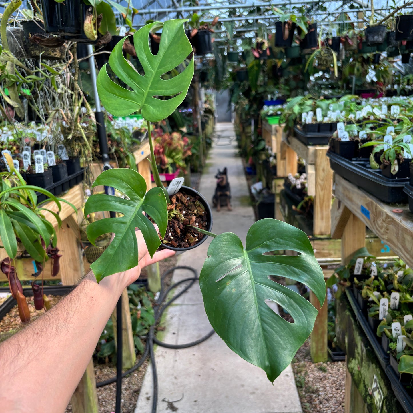 [MDR052] Monstera deliciosa 'Compacta'