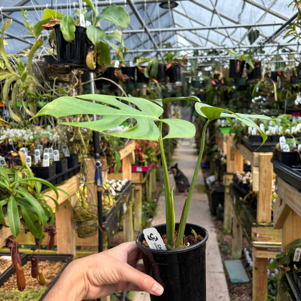 
                      
                        [MDR052] Monstera deliciosa 'Compacta'
                      
                    