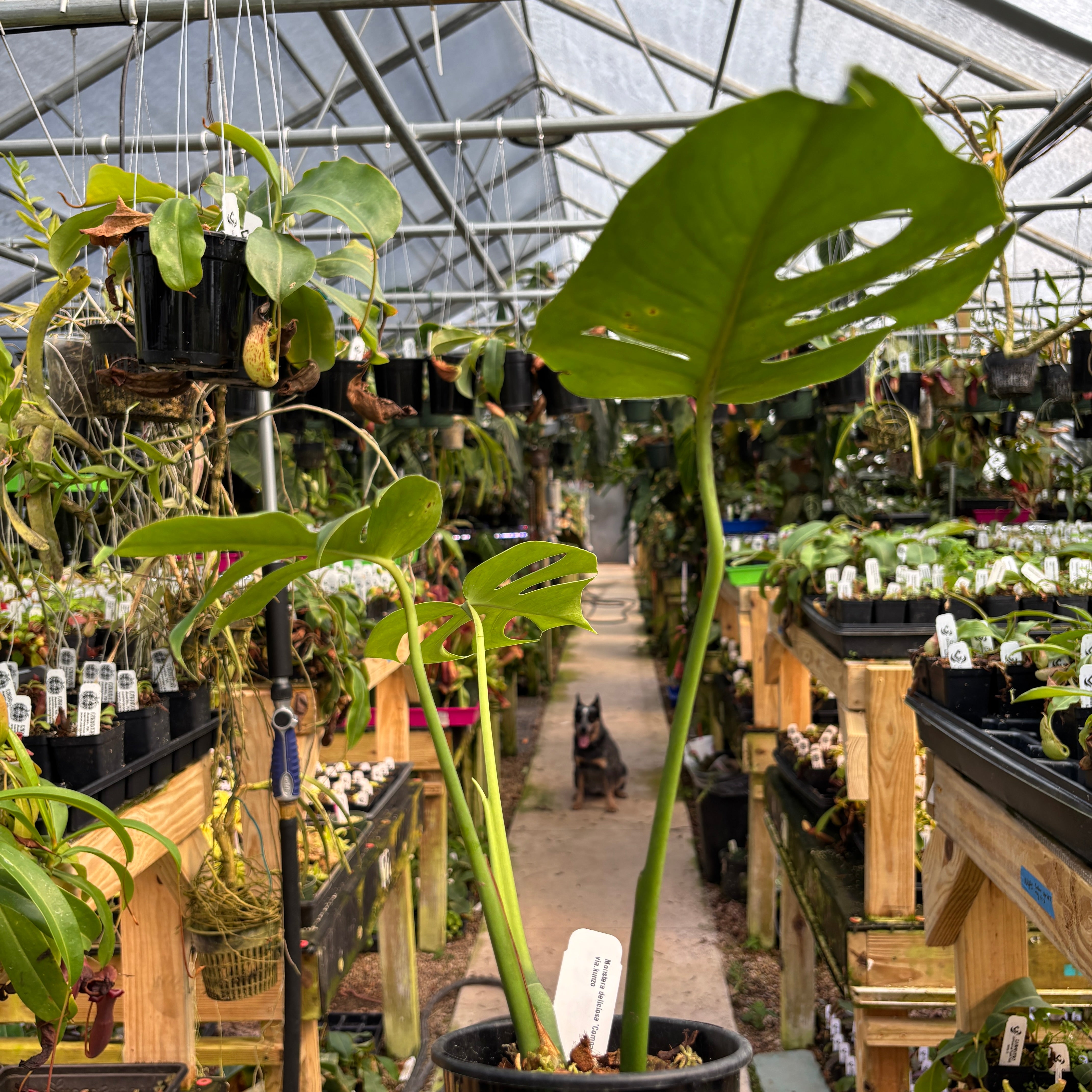 MDR052] Monstera deliciosa 'Compacta' – Carnivero