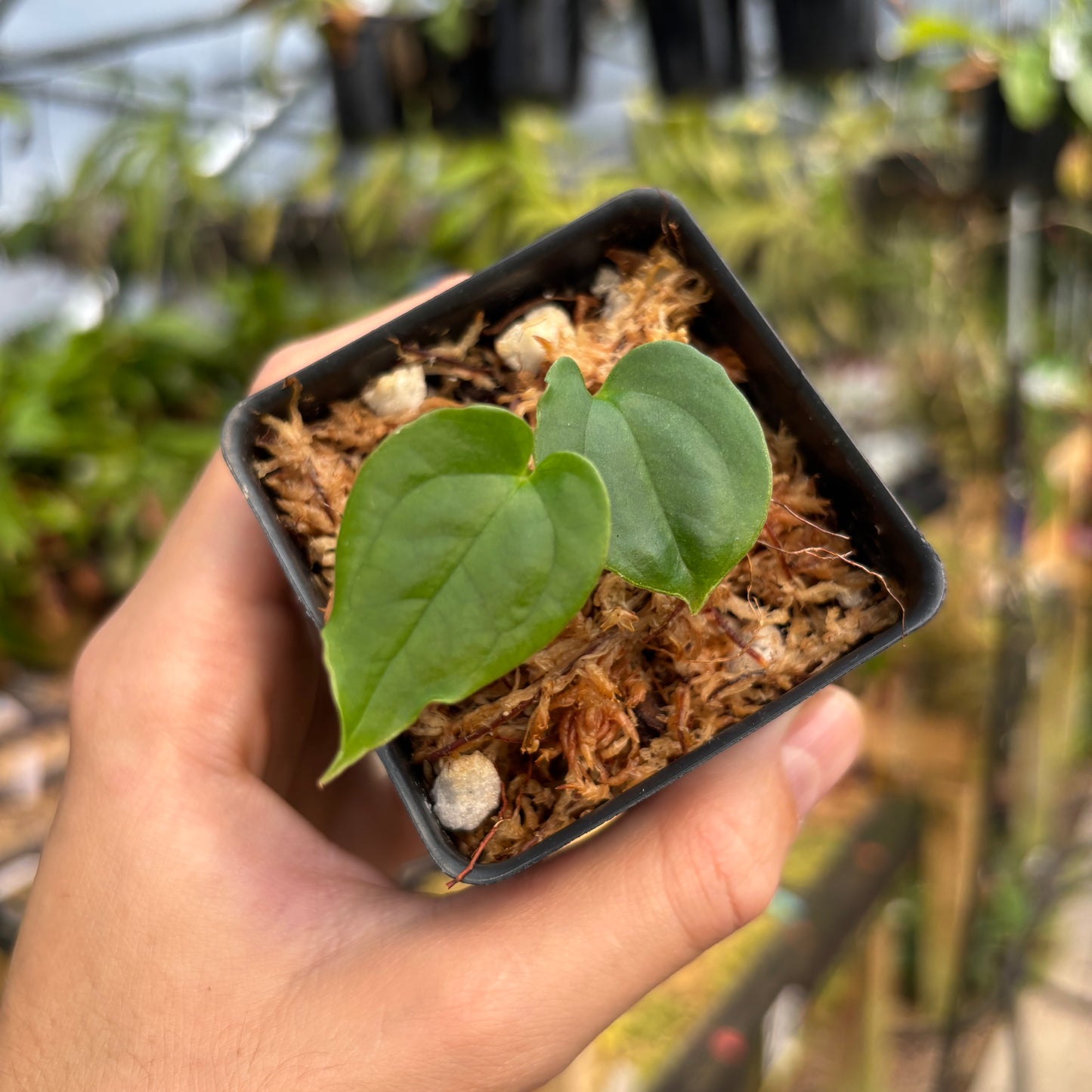[MDR053] Anthurium antolakii (BVEP)