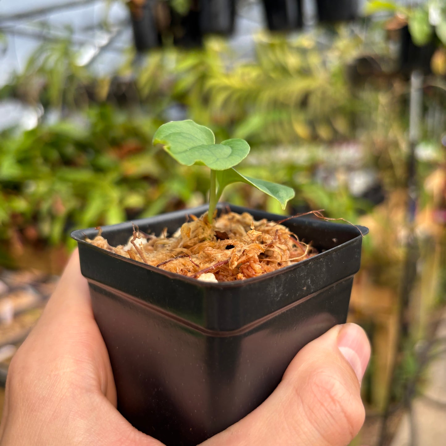 [MDR053] Anthurium antolakii (BVEP)