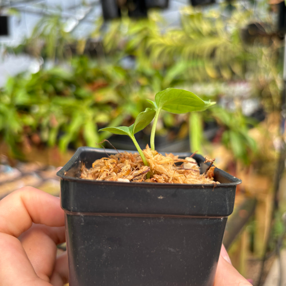 
                      
                        [MDR053] Anthurium antolakii (BVEP)
                      
                    