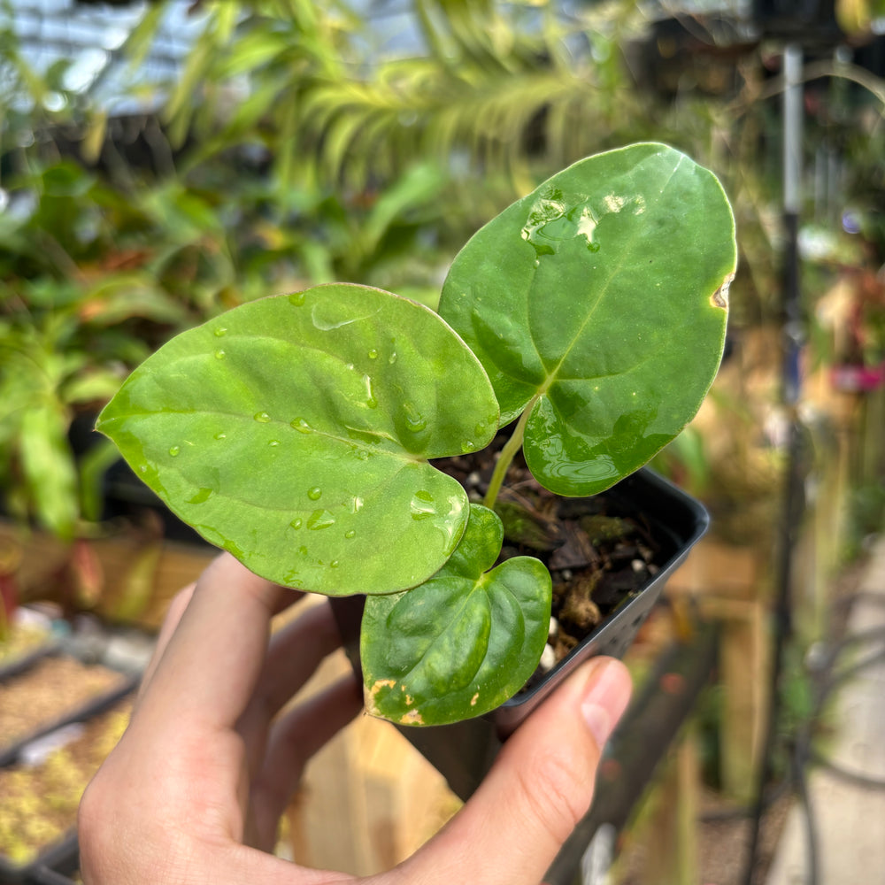 [MDR054] Anthurium dressleri (Rio Guanche) x papillilaminum (Ree Gardens)