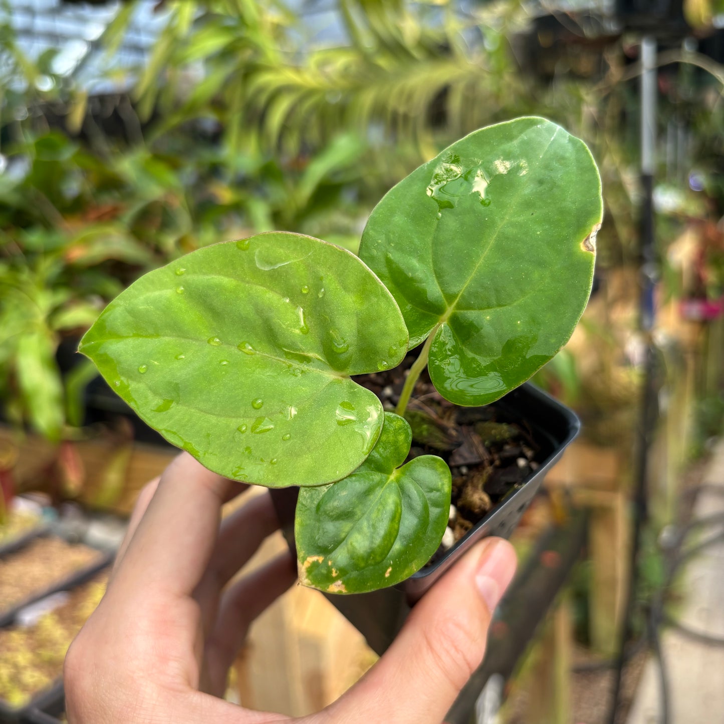 [MDR054] Anthurium dressleri (Rio Guanche) x papillilaminum (Ree Gardens)