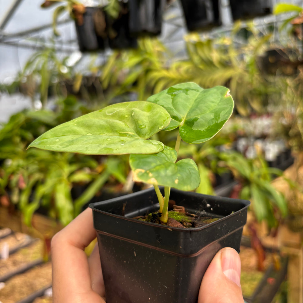 [MDR054] Anthurium dressleri (Rio Guanche) x papillilaminum (Ree Gardens)