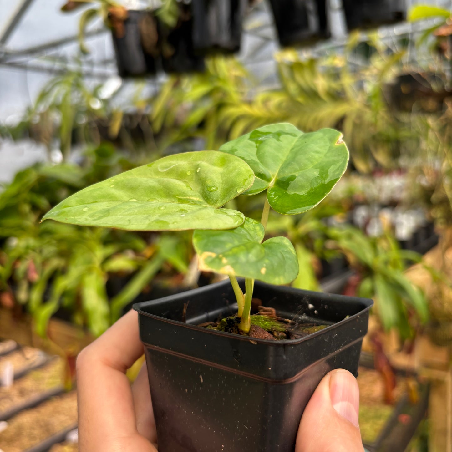 [MDR054] Anthurium dressleri (Rio Guanche) x papillilaminum (Ree Gardens)