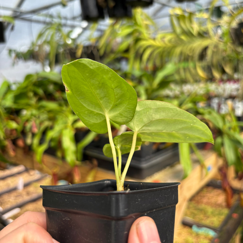 
                      
                        [MDR054] Anthurium dressleri (Rio Guanche) x papillilaminum (Ree Gardens)
                      
                    