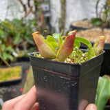 [A067] Nepenthes veitchii Candy x Trusmadiensis