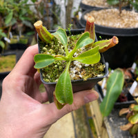 [A067] Nepenthes veitchii Candy x Trusmadiensis