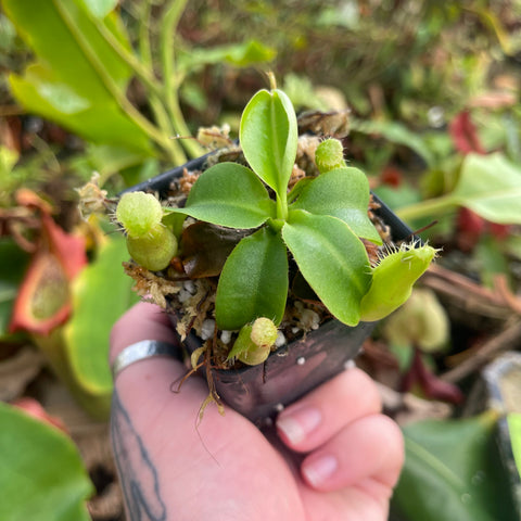 Nepenthes northiana x truncata hybrid with compact green leaves and small pitchers in a black pot.
