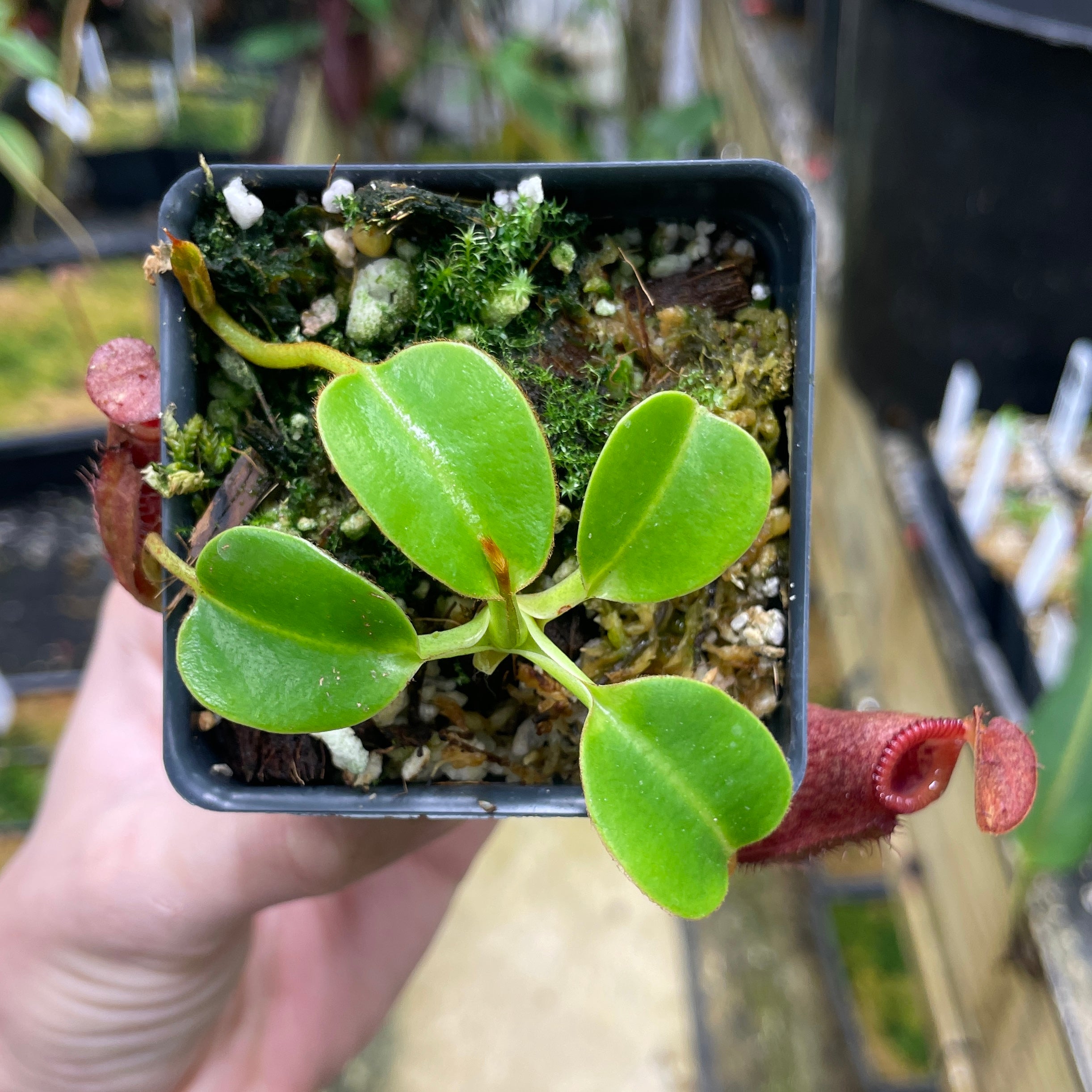 A070] Nepenthes villosa x robcantleyi – Carnivero