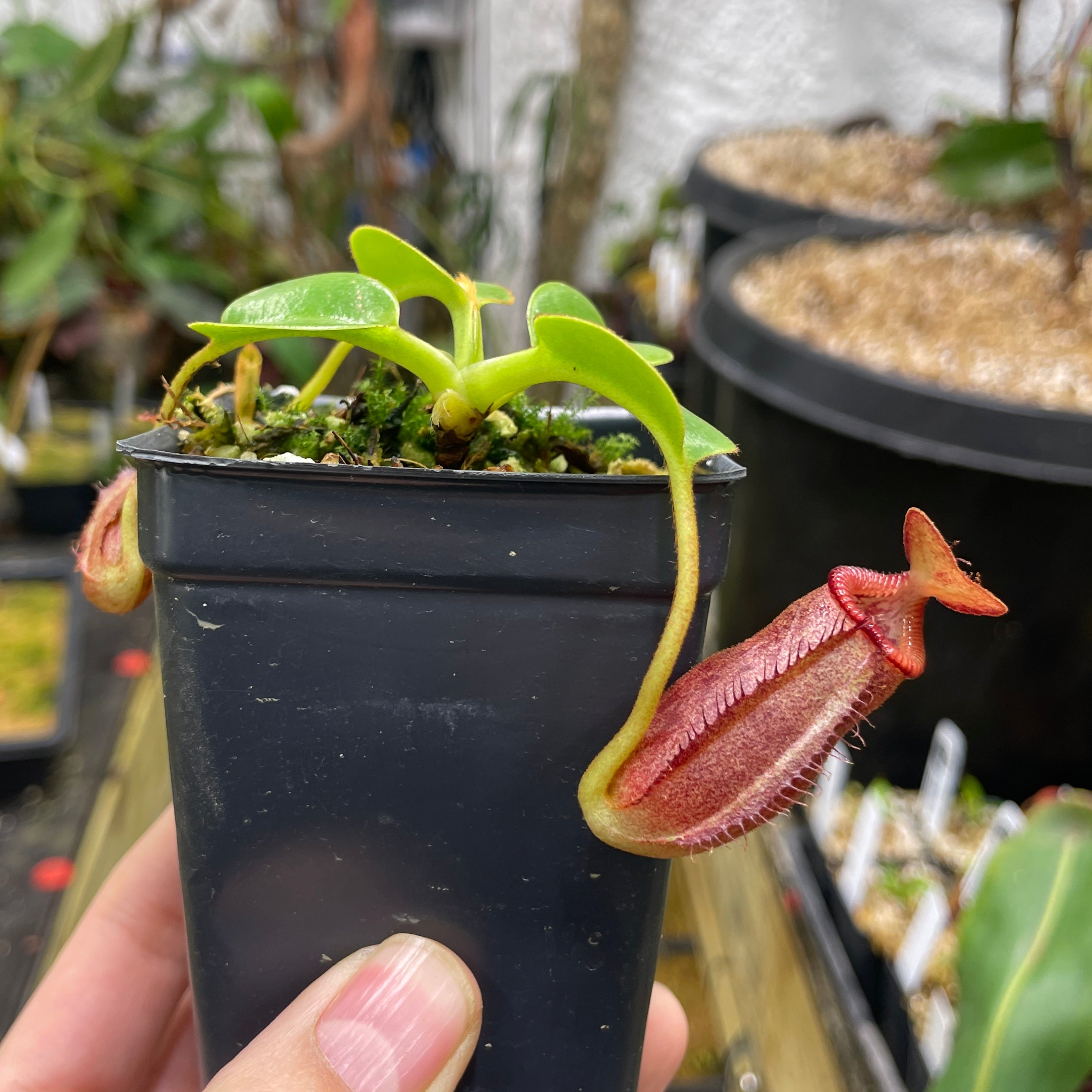 A070] Nepenthes villosa x robcantleyi – Carnivero