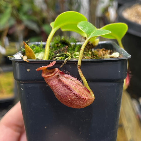 Nepenthes villosa x robcantleyi with bright green leaves and a red curved pitcher with fringed rim