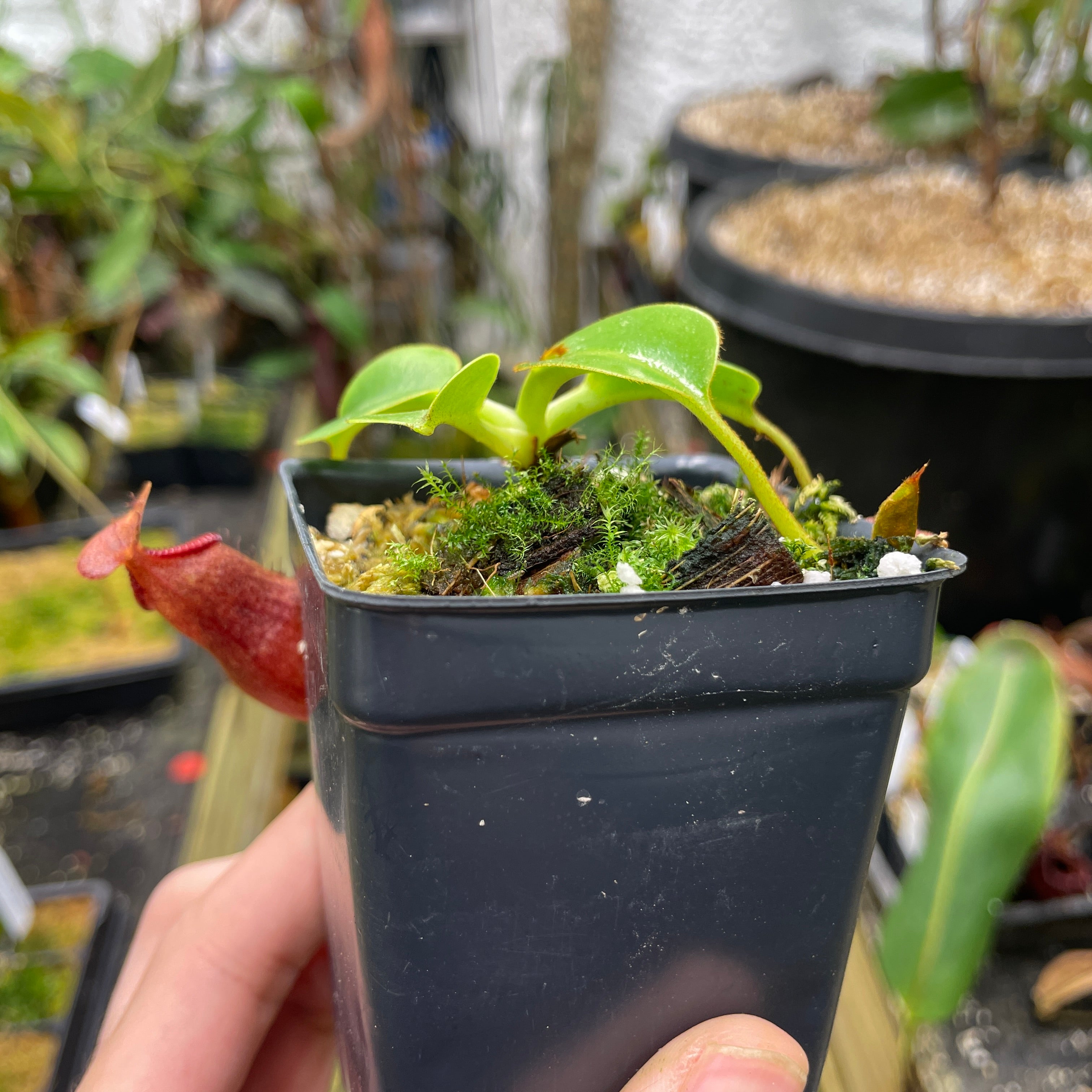 A070] Nepenthes villosa x robcantleyi – Carnivero