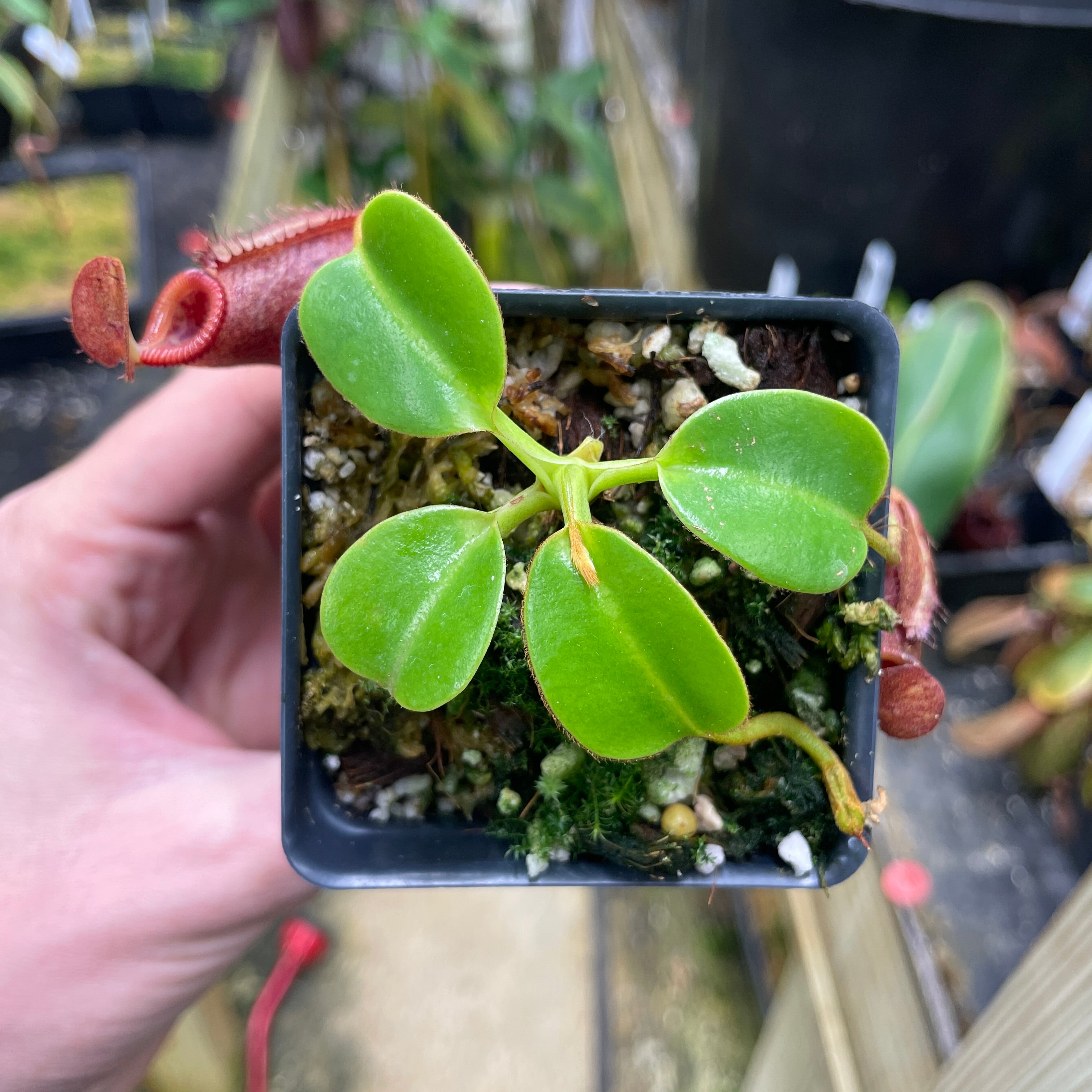 A070] Nepenthes villosa x robcantleyi – Carnivero