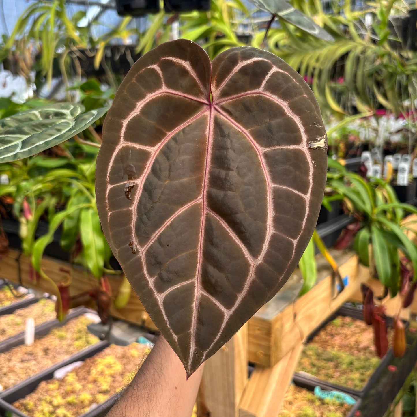 [A791] Anthurium Doc block x Red Crystallinum, CAR-0902