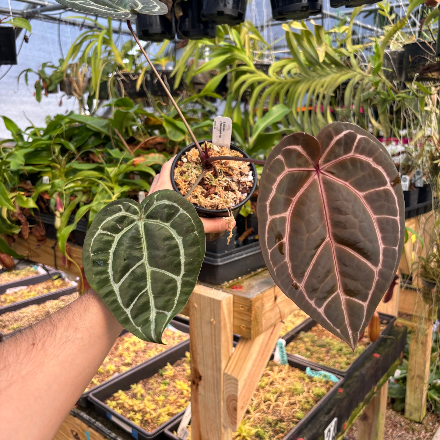 [A791] Anthurium Doc block x Red Crystallinum, CAR-0902