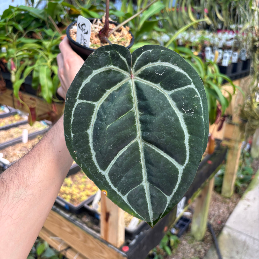 
                      
                        [A791] Anthurium Doc block x Red Crystallinum, CAR-0902
                      
                    