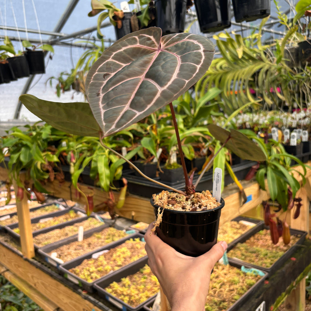 
                      
                        [A791] Anthurium Doc block x Red Crystallinum, CAR-0902
                      
                    