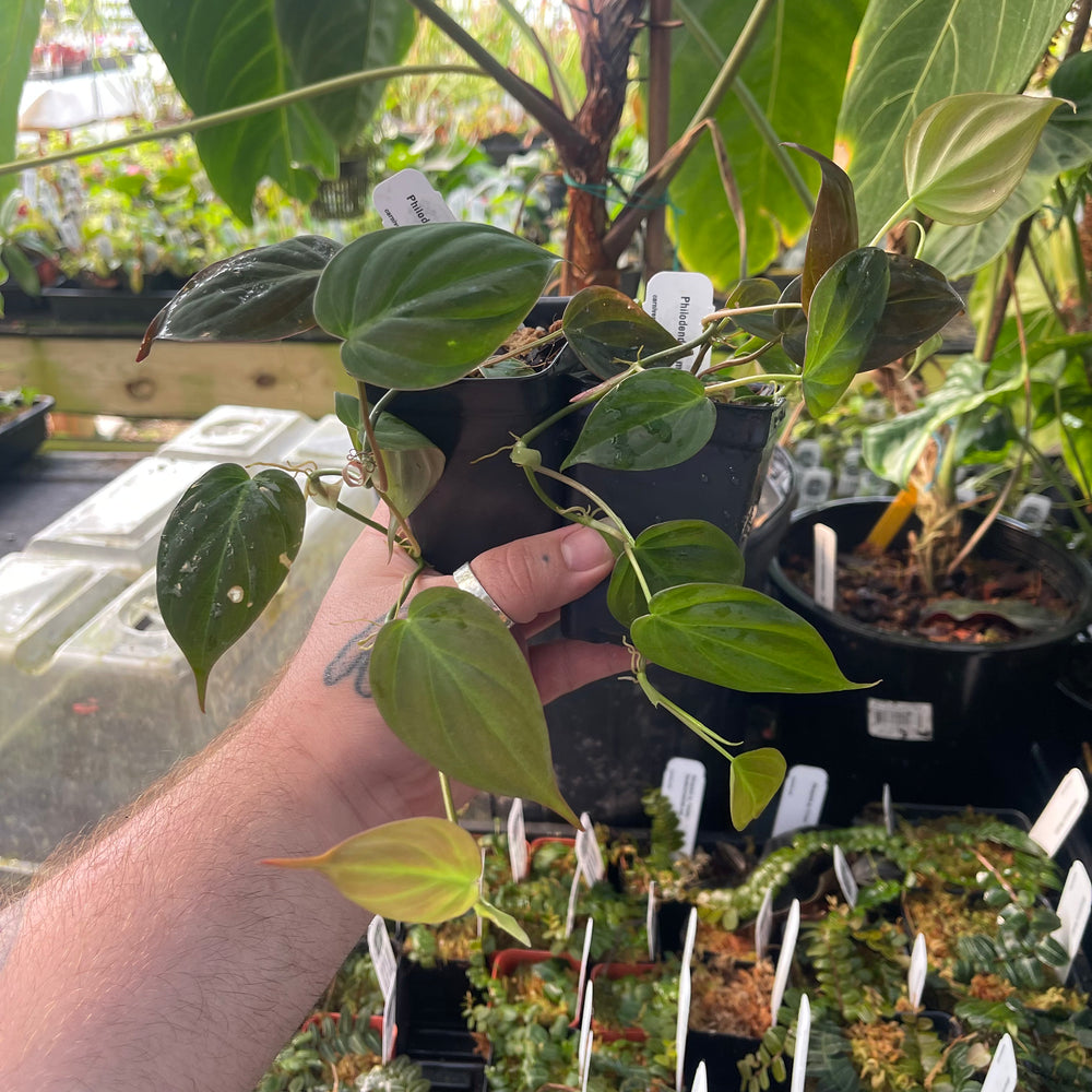 reverted philodendron brasil Philodendron micans, Reverted – Carnivero