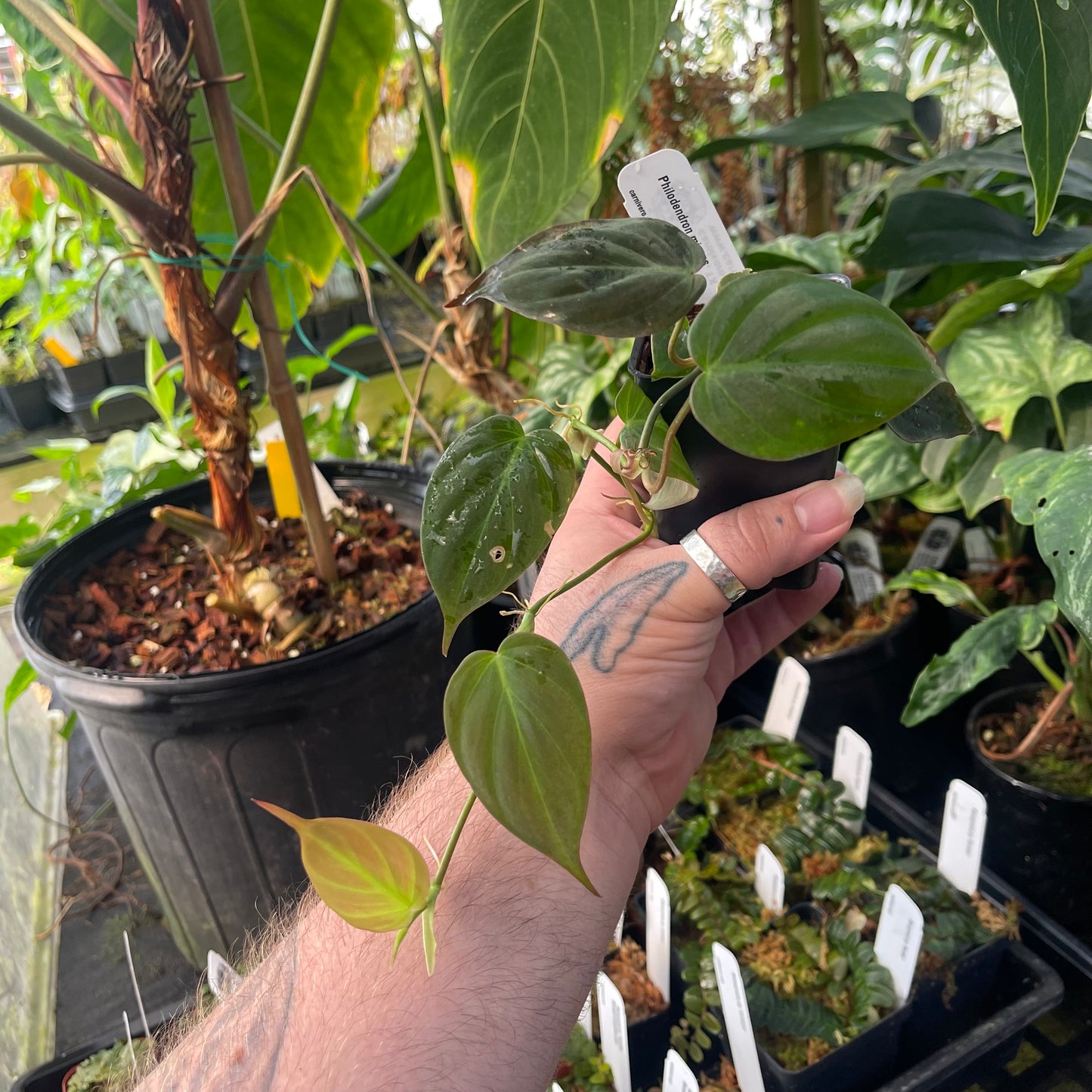 philodendron mi Philodendron micans, Reverted – Carnivero