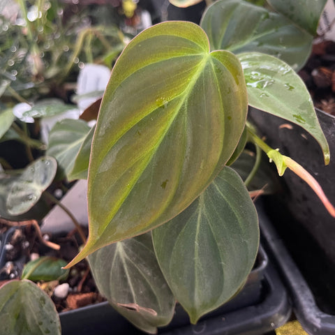 Philodendron micans reverted with solid green heart shaped glossy leaves