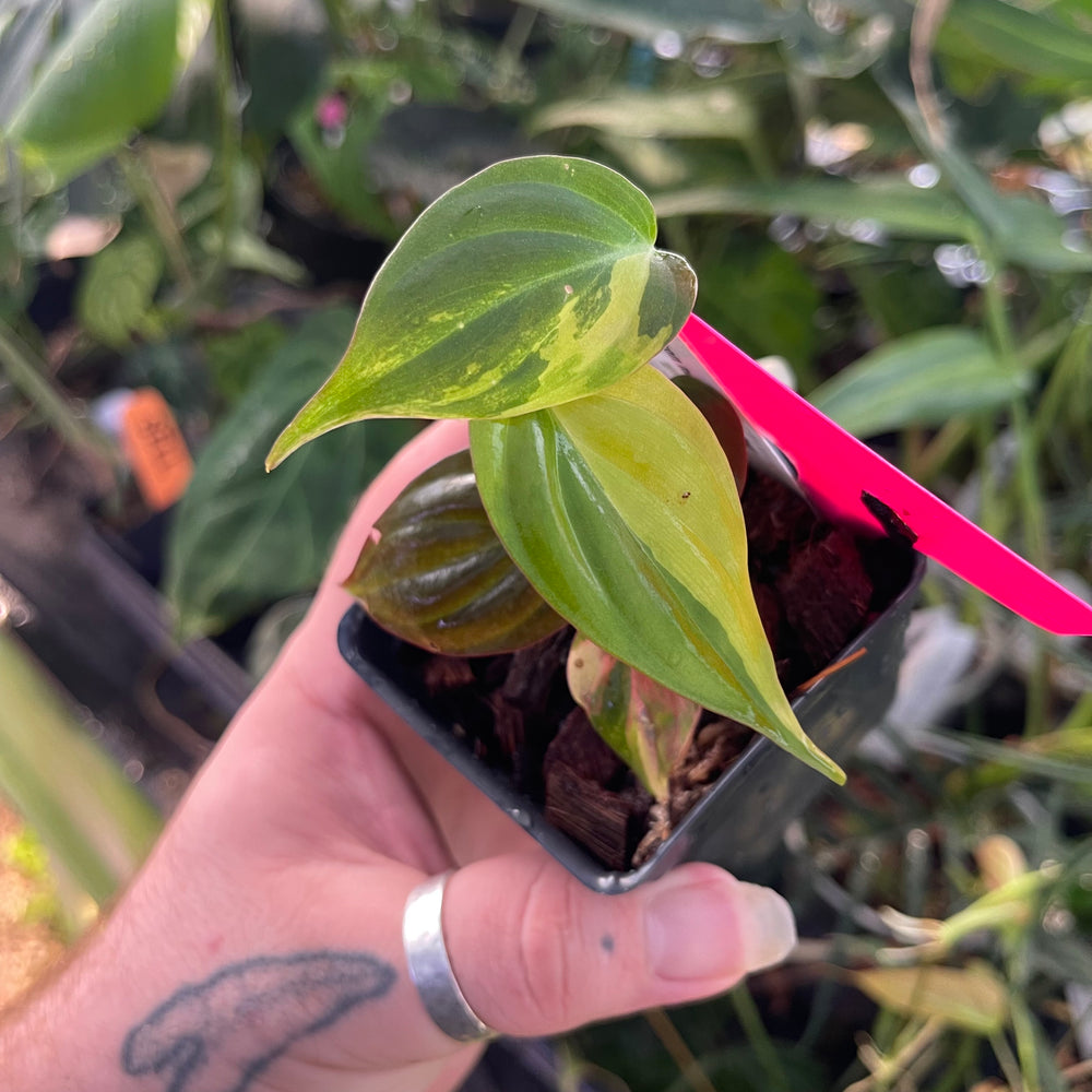 philodendron micans small leaves Philodendron micans, Reverted – Carnivero