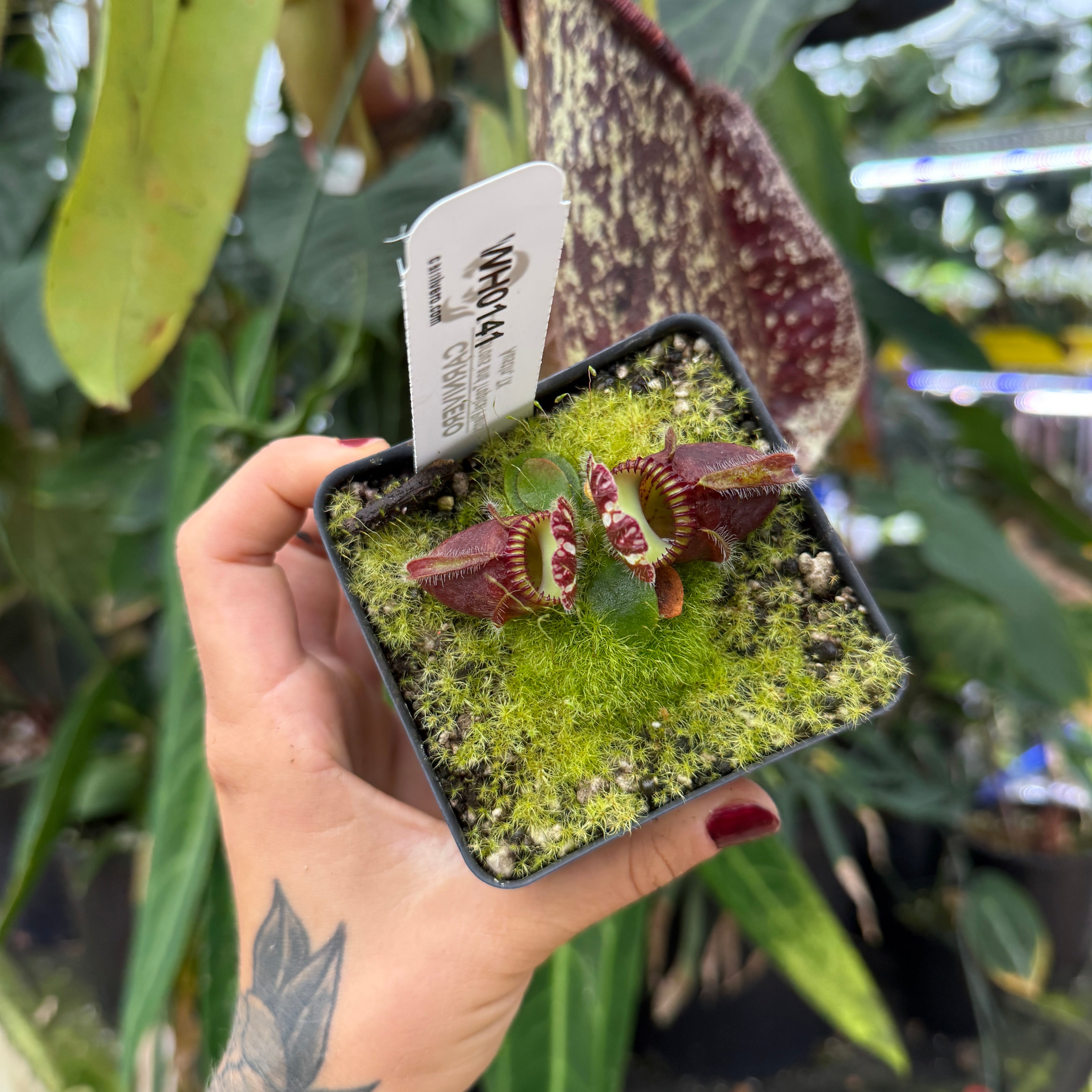 WH0141 Cephalotus follicularis (S) – Carnivero