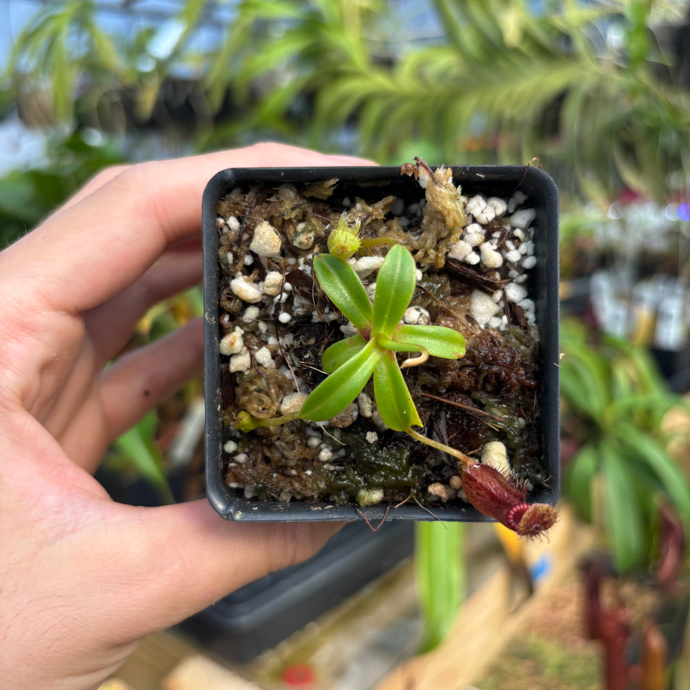 
                      
                        [A796] Nepenthes hamata x edwardsiana Clone: 01
                      
                    