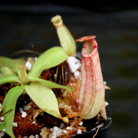 Side-by-side views of Nepenthes Pink Candy Cane showing striped lime pitchers with red bands