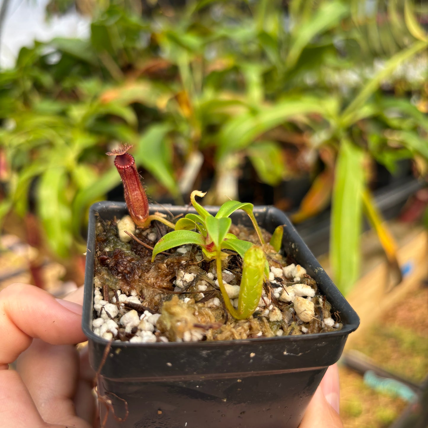 [A796] Nepenthes hamata x edwardsiana Clone: 01
