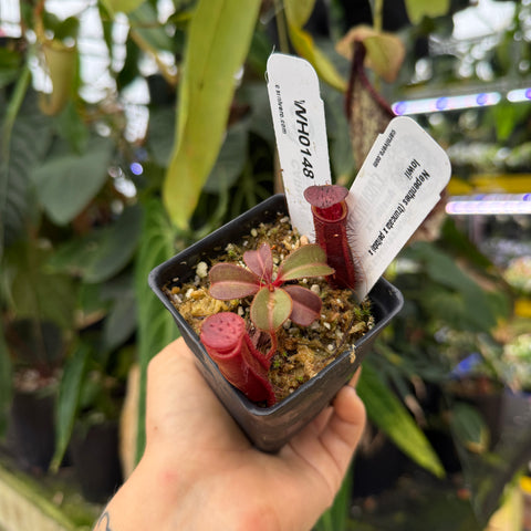 WH0148	Nepenthes (truncata x peltata) x lowii (XS)